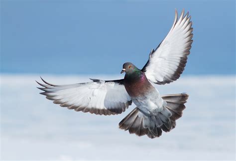 Rock Dove Bird Facts | Columba Livia