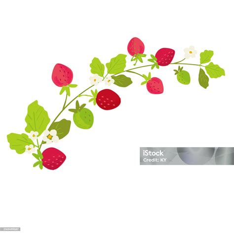 Vector Strawberry Vine Hand Drawn Illustration Stock Illustration ...