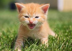 Image result for Super Duper Cute Cats