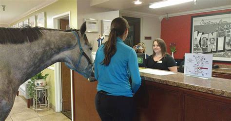 Canadian Woman Checks Into A Motel With Her Horse, Takes Love For Her ...