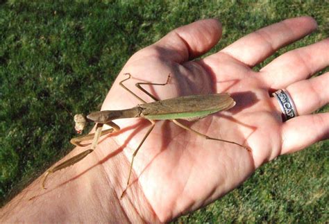 Giant Praying Mantis