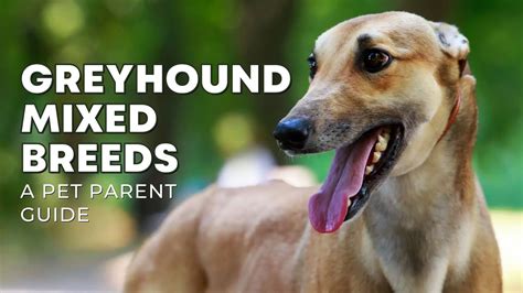 40+ Greyhound Mix Breeds | Alpha Paw