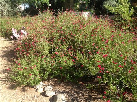 Salvia greggii (Autumn Sage) - Mountain States Wholesale Nursery