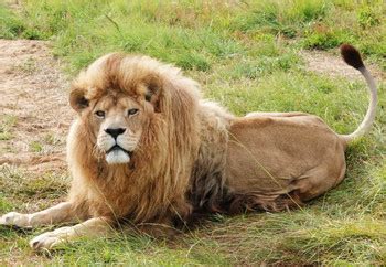 Big Cats: A Tale of Tails - FELIDA Big Cat Sanctuary - a project by ...