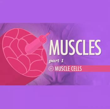 Crash Course Muscles 的图像结果