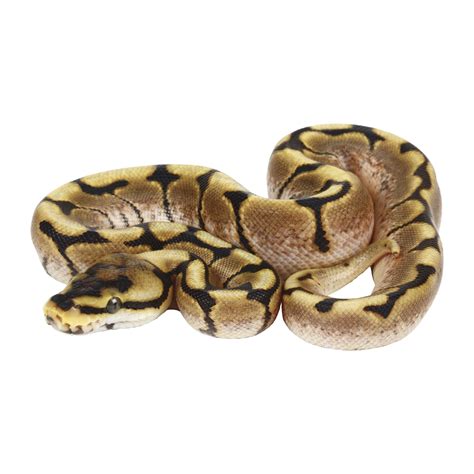 Fancy Ball Python 的图像结果