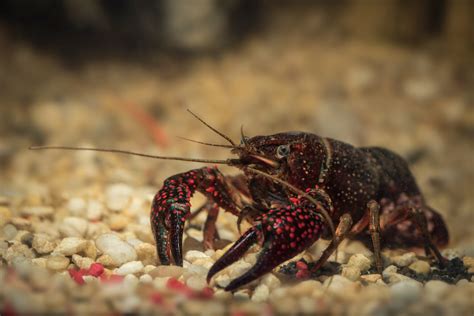 What's the Difference Between Crawfish and Crayfish?