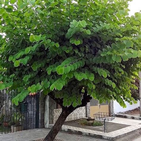 Muda de Pata-de-Vaca Rosa