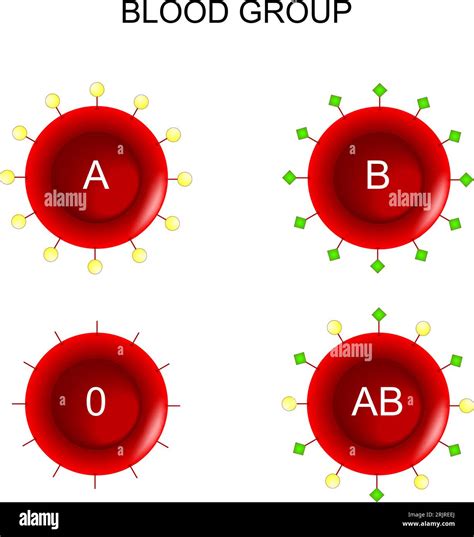 Red Blood cells type. ABO blood group. Blood donation. Vector diagram ...