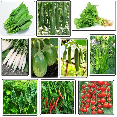 Vegetable seeds grow in rainy season (500 seeds) : Amazon.in: Garden ...