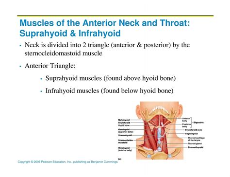 Anterior Neck Muscles