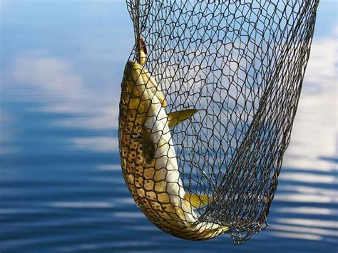 Image result for Netting Fast Fish Between Tanks