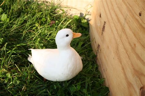 White Call Ducks — Duck Creek Farm Silly Cats Pictures, Duck Pictures ...