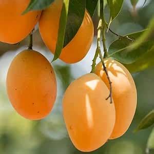 Alphonso Mango Tree Sapling, Sweet Indian Variety, Live Plant : Amazon ...