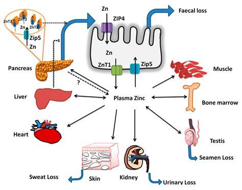 Iron and Zinc Homeostasis and Interactions: Does Enteric Zinc Excretion Cross-Talk with ...