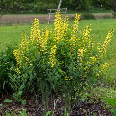 Baptisia Lemon Meringue - Lupin indigo vigoureux, aux fleurs jaune citron