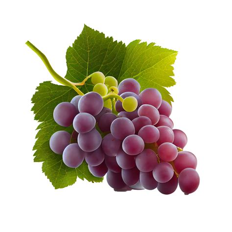 Bunch of grapes on png transparent background 22430921 PNG