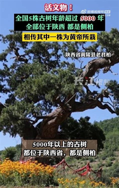 热搜第一！全国仅有5株5000岁古树，均在这一省！网友：见证了中华文明_凤凰网