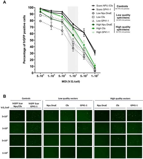 Extending AAV Packaging Cargo through Dual Co-Transduction: Efficient ...