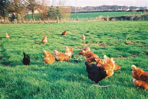 New project to bring dual-purpose poultry for laying and meat to the UK ...