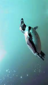 From cormorants to loons: 8 birds that can swim underwater like fish