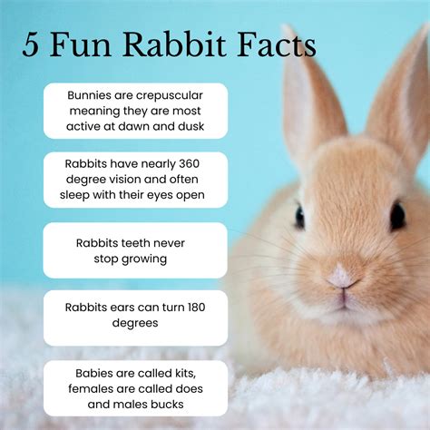 5 Fun Facts About Rabbits - The Domesticated Rabbit