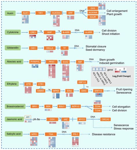 Combined Transcriptomics and Metabolomics Uncover the Potential ...