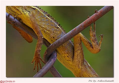 go2india.in : Lizard