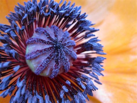 Poppy Flower Seeds - Poppies for Use in All Garden Designs
