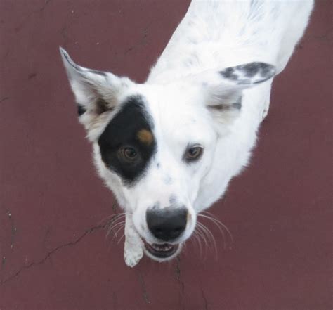 List 97+ Pictures White Dog With Black Circle Around Eye Sharp