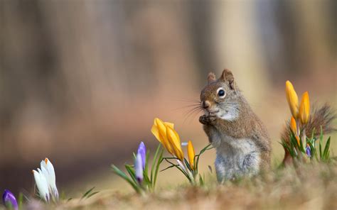 🔥 Free Download Spring Crocuses Flowers Squirrel Desktop Wallpaper ...