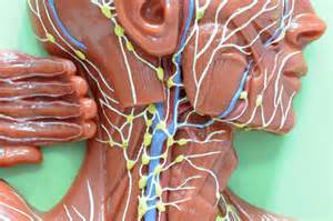 Why is lymphatic drainage important?