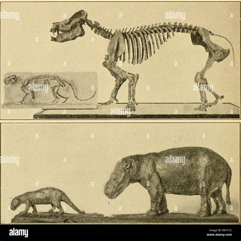 . The age of mammals in Europe, Asia and North America. Mammals, Fossil ...