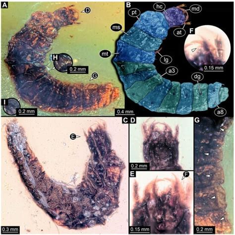 Insects | Special Issue : Fossil Insects: Diversity and Evolutionary ...