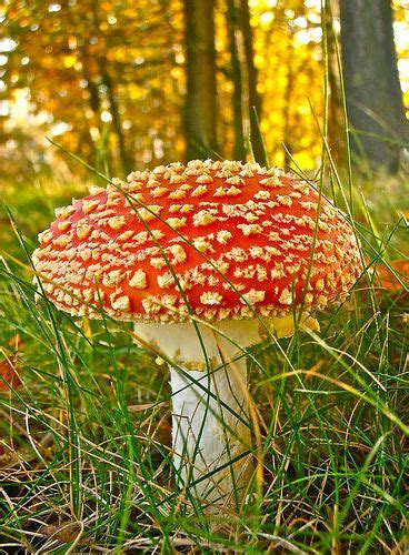 Image result for Mushroom Huge Dataset Classification Python