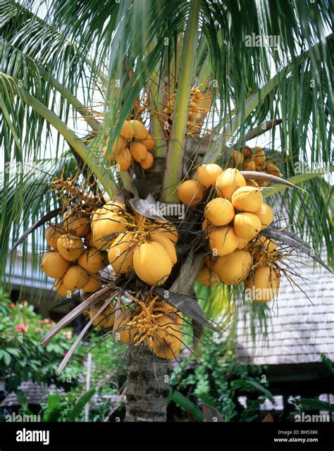 Coconuts on palm tree, Upolu Island, Samoa Stock Photo - Alamy