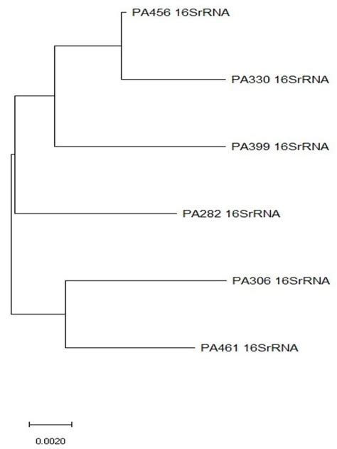 Characterization of Antimicrobial Resistance Mechanisms and Virulence ...