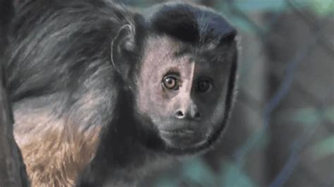 Capuchin Monkeys from South Africa Imports To Bannerghatta Biological Park