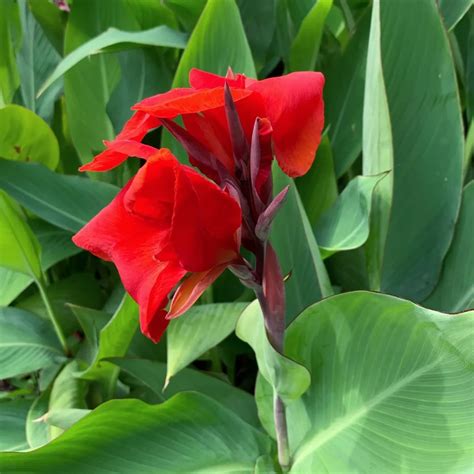 Canna Lily Care Guide: Tips for a Vibrant Garden