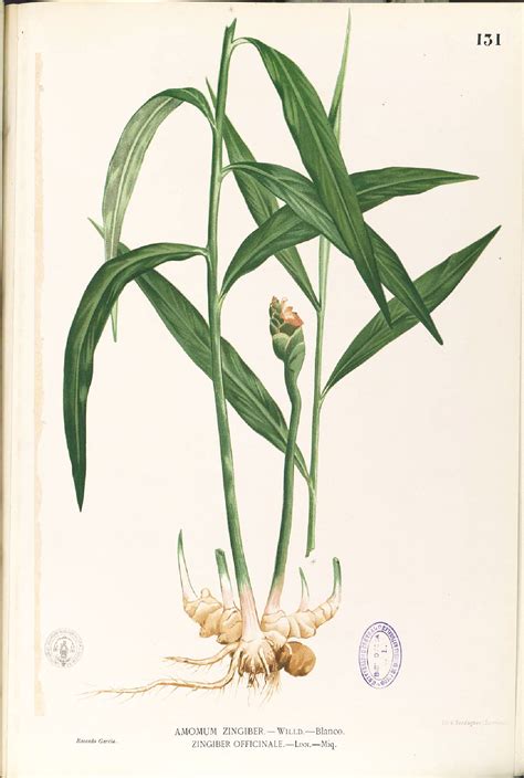 Propriétés huile essentielle Gingembre / Zingiber officinale - Myrtéa Formations