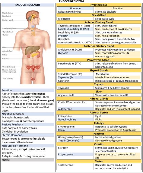 Endocrine System - Glands, Hormones, Functions & Feedback