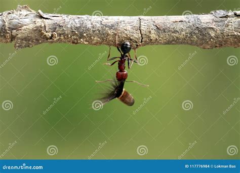 Strong and Hard-working Ant Carries Seeds Stock Photo - Image of ants ...