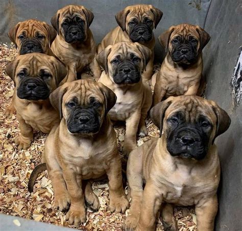 Bullmastiff Puppies Behavior And Characteristics In Different Months Until One Year