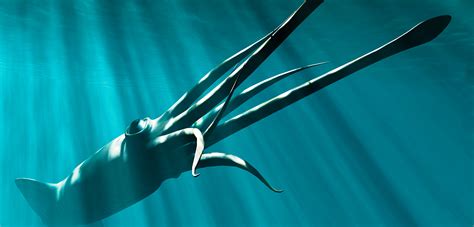 Deep Sea Giant Squid