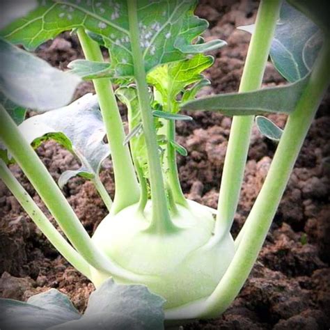 Knol Khol Seeds - 50 Seeds – ONLY FOR ORGANIC