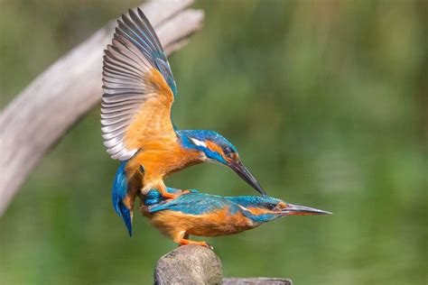 How Do Birds Mate? - Bird Mating Facts & FAQs