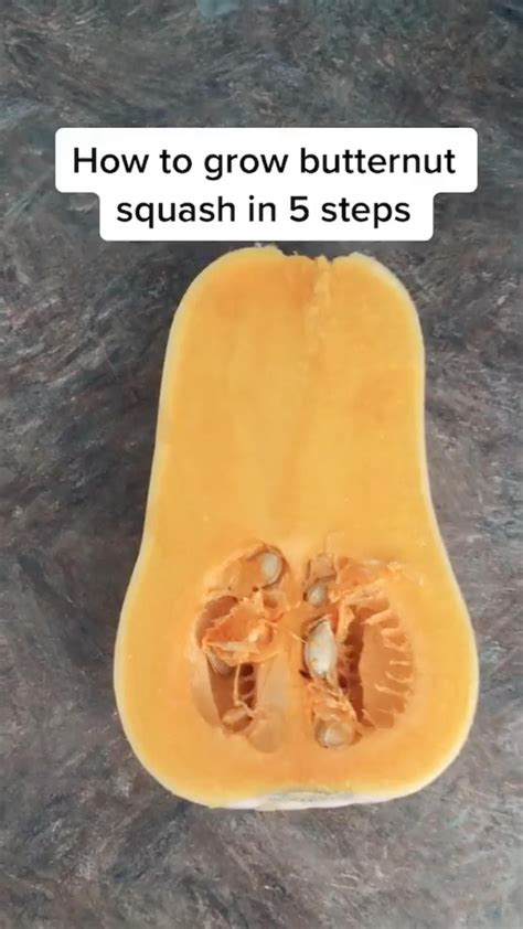 How to grow butternut squash – Artofit