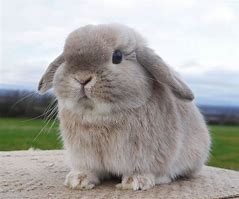 Image result for Mini Lop Bunny Rabbits