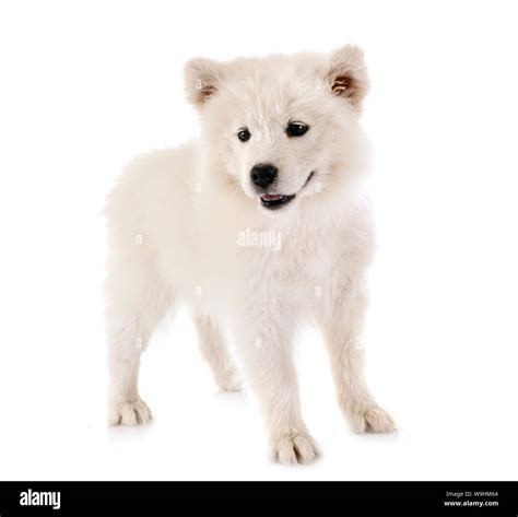 puppy samoyed dog in front of white background Stock Photo - Alamy