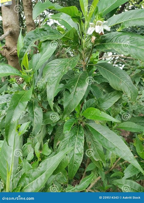 Adulsa Plant Also Called Malabar Nut. Justicia Adhatoda, Commonly Known in English As Malabar ...
